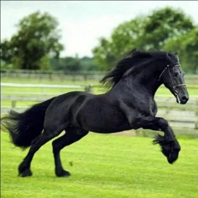 Comment cette jument se nomme-t-elle ?