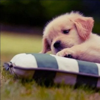 Comment s'appelle ce petit chien ?