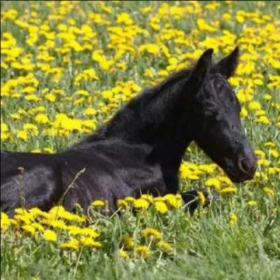 Comment se nomme ce poulain ?