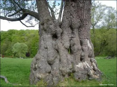 La racine du mot Auvergne est la même que celle des Arvernes. Quelle en est l'origine ?