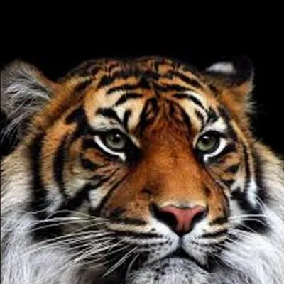 Dans une pièce on trouve un tigre à chacun des 4 coins. Devant chaque tigre il y a 3 tigres et sur la queue de chaque tigre, un tigre. Combien il y a-t-il de tigres en tout ?