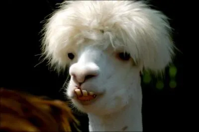 Dans quel film pouvez-vous entendre la remarque suivante : T'as pas une gueule de porte-bonheur ?