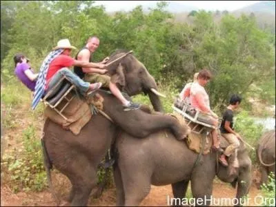 Ce film comporte le mot "éléphant" dans le titre, alors ne soyez pas trompé(e) et trouvez le nom de l'une ou l'un des interprètes !