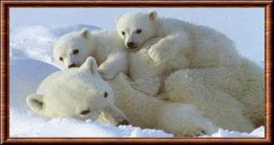 Nous appartenons à la famille des ursidés. Ma maman est...