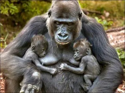 Nous sommes des mammifères de l'ordre des primates. Ma maman est...