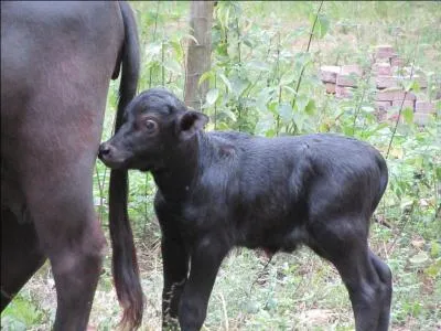 Nous sommes des bovins. Certains vivent en Afrique, d'autres en Asie ou en Europe. Notre maman est toujours...