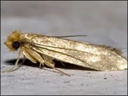 Que vous inspire cette bestiole ?