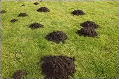 On sait qu'ils existent, mais on ne les voit jamais !