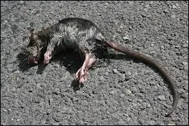 Que signifie la métaphore représentée par le rat ?