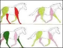 Le posé de l'antérieur gauche et du postérieur droit est appelé le bipède diagonal droit.