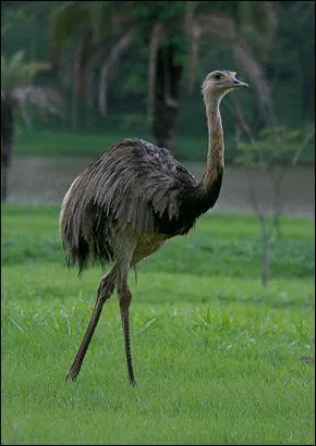 Le nandou fait partie de la famille des ....