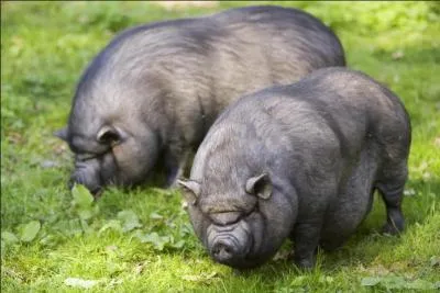 D'où vient ce cochon ?