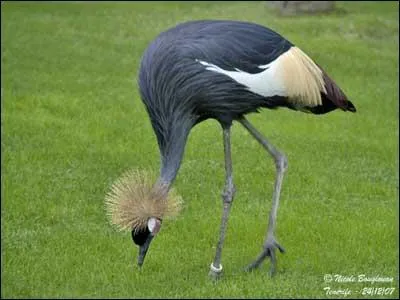 De quelle espèce s'agit-il ?