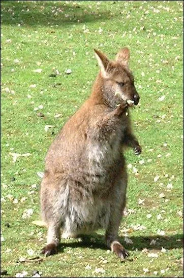 Quelle est la taille et le poids du wallaby à la naissance ?