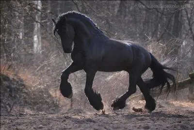 Ce cheval noir est très beau, quelle est sa race ?