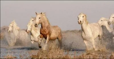 Celui ci vit en semi-liberté, c'est un :