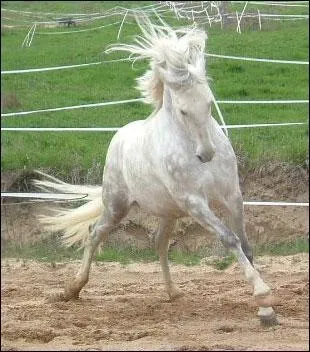 Pas de doute, c'est un lipizzan.