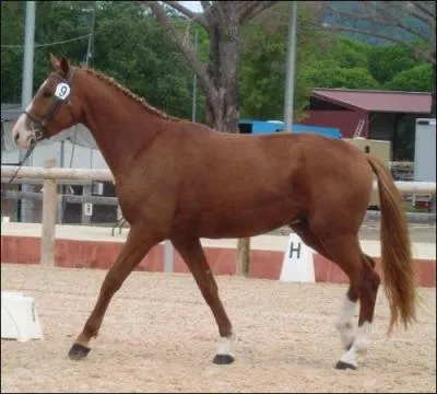 Quelle est la race de ce beau cheval ?