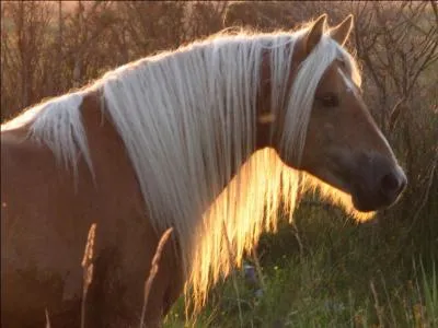 Ce beau double-poney est un :