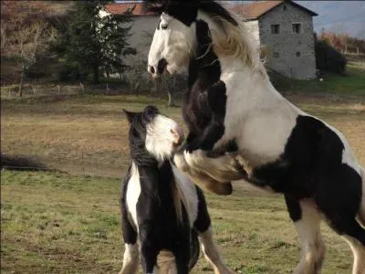 Comment se nomme la race du cheval le plus grand du monde ?