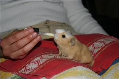 Trouvez les deux dernières lettres du nom de ce petit rongeur !