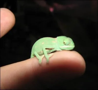 C'est à Madagascar que l'on trouve le plus d'espèces différentes, trouvez les deux dernières lettres de son nom !