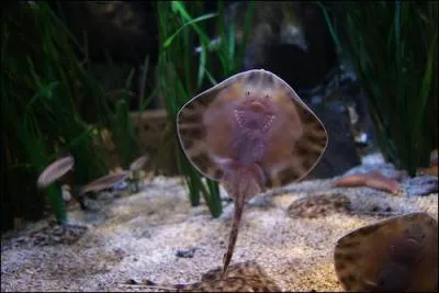 Trouvez la première lettre du nom de ce bébé !