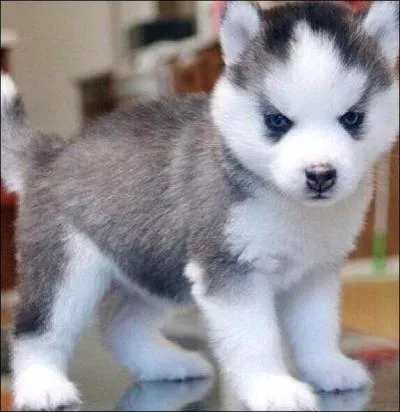 Trouvez les deux premières lettres de la race de ce chiot !