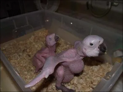 Je suis entièrement d'accord avec vous, pour l'instant ces bébés sont plutôt moches, mais une fois emplumés, ils seront magnifiques et somptueux !