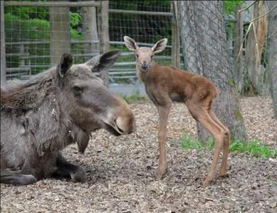 Adulte, il sera le plus gros cervidé du monde !