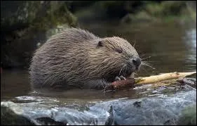 Le petit du castor a-t-il un nom ? Si oui, lequel ?