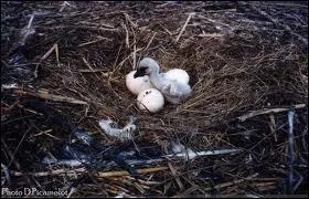 Le petit de la cigogne est :