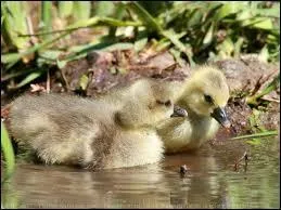 De quel animal l'oison est-il le petit ?