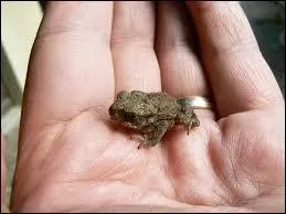 Le petit du crapaud, comment l'appelle-t-on ?