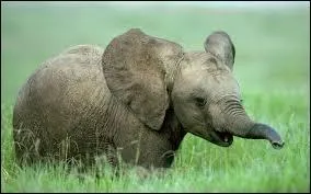 Comment appelle-t-on le petit mis au monde par l'éléphante ?
