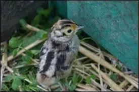 Vrai ou faux ? Le petit du faisan est le faisaneau.