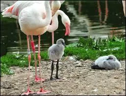 Comment les petits du flamant rose sont-ils communément appelés ?