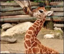 Lequel de ces termes ne désigne pas le petit de la girafe ?