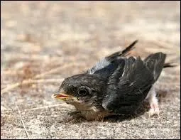 Comment désigneriez-vous le petit de l'hirondelle ?