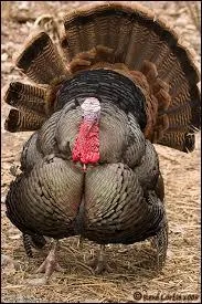 Si l'on évoque le dodu dindon, on pense à...