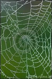 Si l'on évoque l'allègre araignée, on pense à...