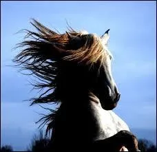 Si l'un est assis sur un cheval efflanqué, l'autre est assis sur un âne. On parle bien de...  ?