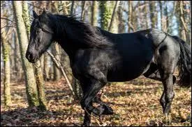 Naufragé, somptueux et par la grâce de l'aventure ami d'un jeune garçon prénommé Alec, c'est  ?