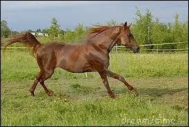 Seabiscuit est l'étalon devenu le héros d'un joli film, avec pour jockey l'acteur Topher Grace. Son histoire touchante est-elle inventée pour le cinéma ou vraie ?