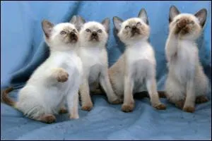 De quelle race sont ces chatons ?