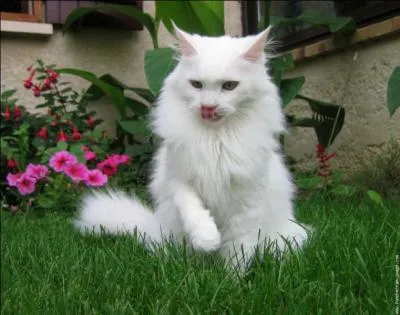 Quel poil magnifique, ce chat doit avoir une race, non ?