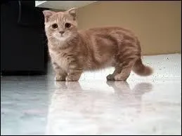 Trop mimi, avec ses pattes, quelle est la race de ce petit chat ?