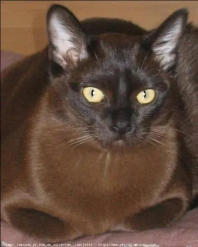 Quelle est la race de ce goinfre ?