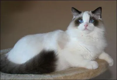 Quelle est la race de ce beau chat ?