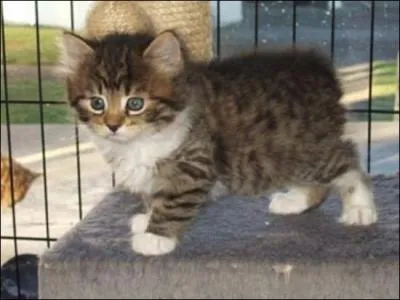 Sauriez-vous me dire de quelle race est ce mignon chaton ?